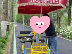 -合肥滨湖国家森林公园