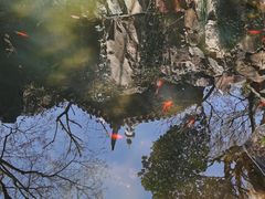 -香雪海