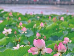 -荔湾湖公园