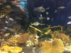 -上海海洋水族馆-停车场