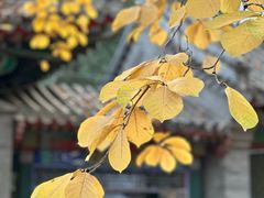 -香山公园