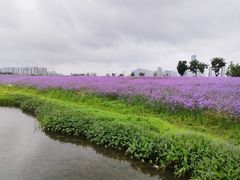 -洋湖国家湿地公园