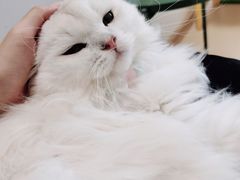 -猫在这儿猫咪咖啡馆·撸猫馆