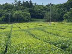-雪绿茶博物馆