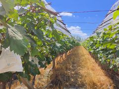 -马陆小张葡萄园农家乐