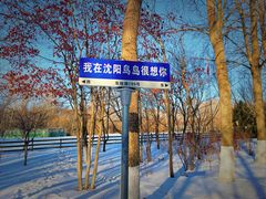-沈阳鸟岛