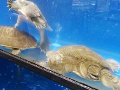 -盒马鲜生(皇庭广场店)