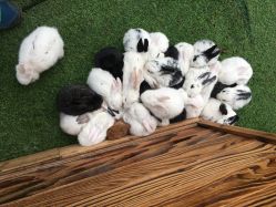 小兔子-萌宠亲子动物乐园(槐房万达店)