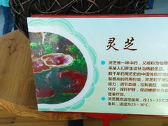 -南通洲际绿博园