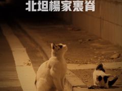 -北坦杨家干炸里脊(总店)