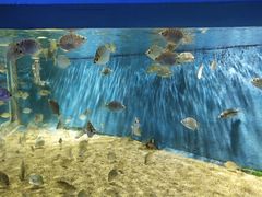-沙沙哗啦海洋馆(华宇百花谷店)