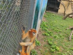 -西安秦岭野生动物园