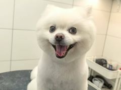 -帕帕拉兹宠物(亚洲旗舰店)