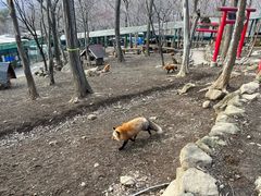 -宫城藏王狐狸村