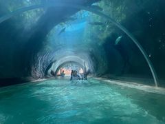 -新加坡水上探险乐园