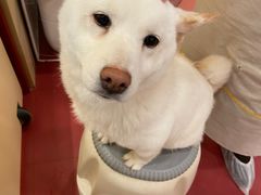 -和它·交个朋友·狗咖猫咖(爱琴海店)