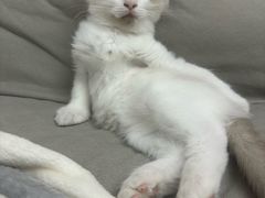 -艾贝尔宠物医院 ·内科全科(梁溪路店)