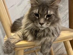 -楼上猫咖(罗湖店)