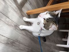 海边的猫和咖啡馆-海边的猫和咖啡馆