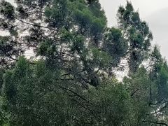 -广州市白云山风景名胜区