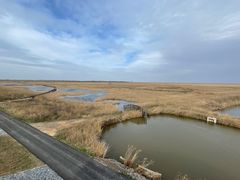 -盐城丹顶鹤湿地生态旅游区