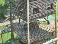 -西霞口神雕山野生动物世界