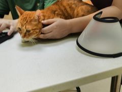 -瑞鹏宠物医院·骨科·猫科·内科(第一中心)