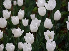 -洛阳郁金香牡丹园