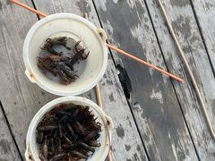 -同銮特种养殖场·龙虾垂钓