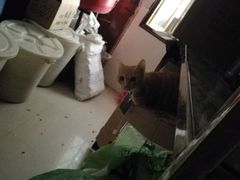-共和老洪豆花草粿水粿