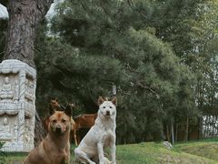 -龙华素斋(龙华路店)