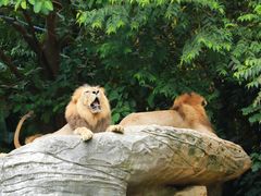 -广州长隆野生动物世界