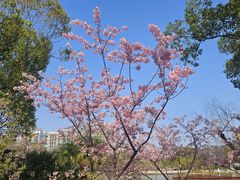 -新江湾城公园