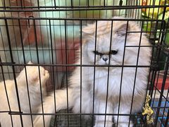 -草鱼先生潮州鱼生·虾生(新厦花园店)