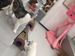-糯米喵星人·撸猫猫舍咖啡馆(西市场嘉华店)