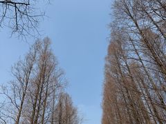 -日照海滨国家森林公园