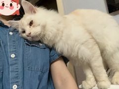 -十年猫舍·猫咪专门店(普陀店)