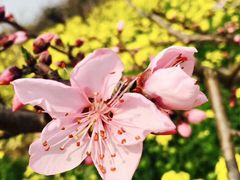 -南汇桃花村