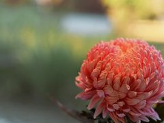 -九献创意菜·牛排馆(亮马河花园店)