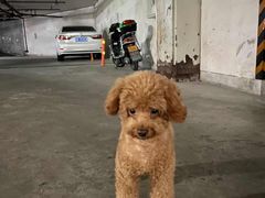 -佳雯宠物医院(四明中路分院)