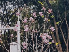 -深圳国际园林花卉博览园