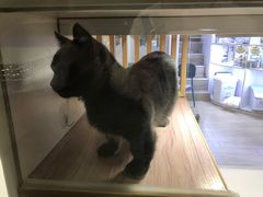 -李小姐の猫咖啡馆(五角场店)
