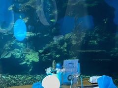 -海棠湾洲际-涛·海底餐厅·美人鱼·自助餐·海底隧道
