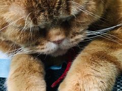 -北京赛佳动物医院