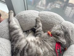 -Catmate·猫肥家润(金润铂宫店)