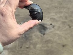 -红树林天天赶海