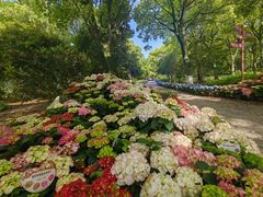 -上海鲜花港