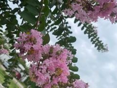 -武汉紫薇都市田园