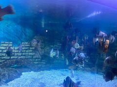 -烟台海昌鲸鲨海洋公园