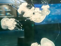 -左海海底世界